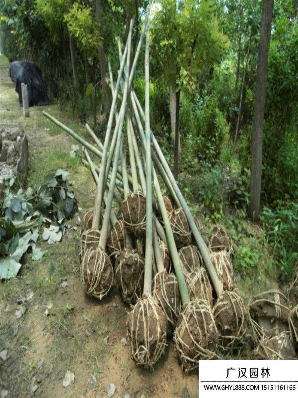 青桐樹(shù) 青桐樹(shù)