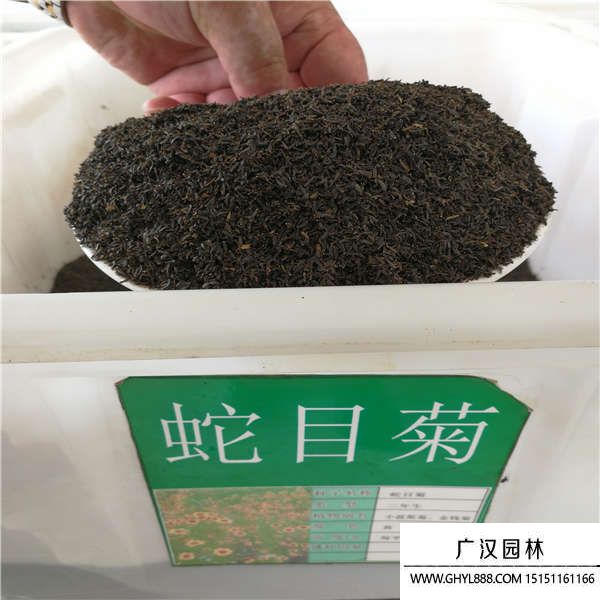 蛇目菊種子 蛇目菊種子