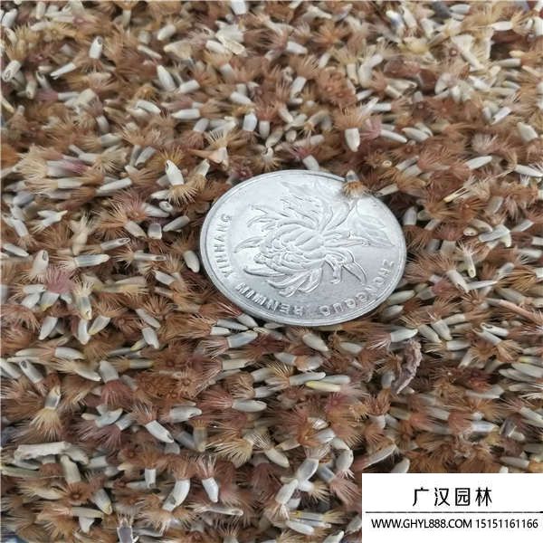 矢車菊種子 矢車菊種子