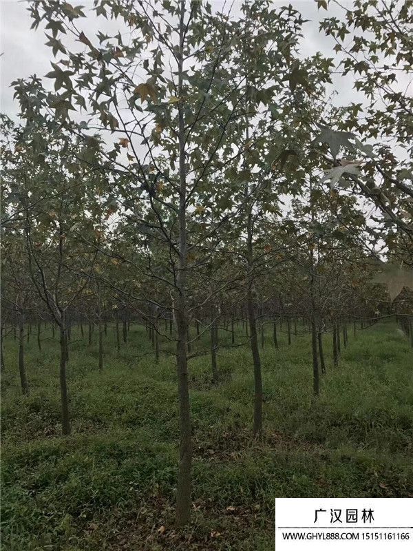 北美楓香樹 北美楓香樹