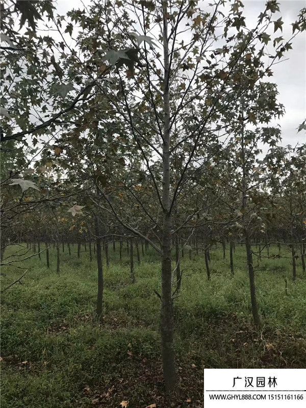 北美楓香樹 北美楓香樹