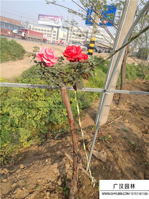 樹狀月季 樹狀月季