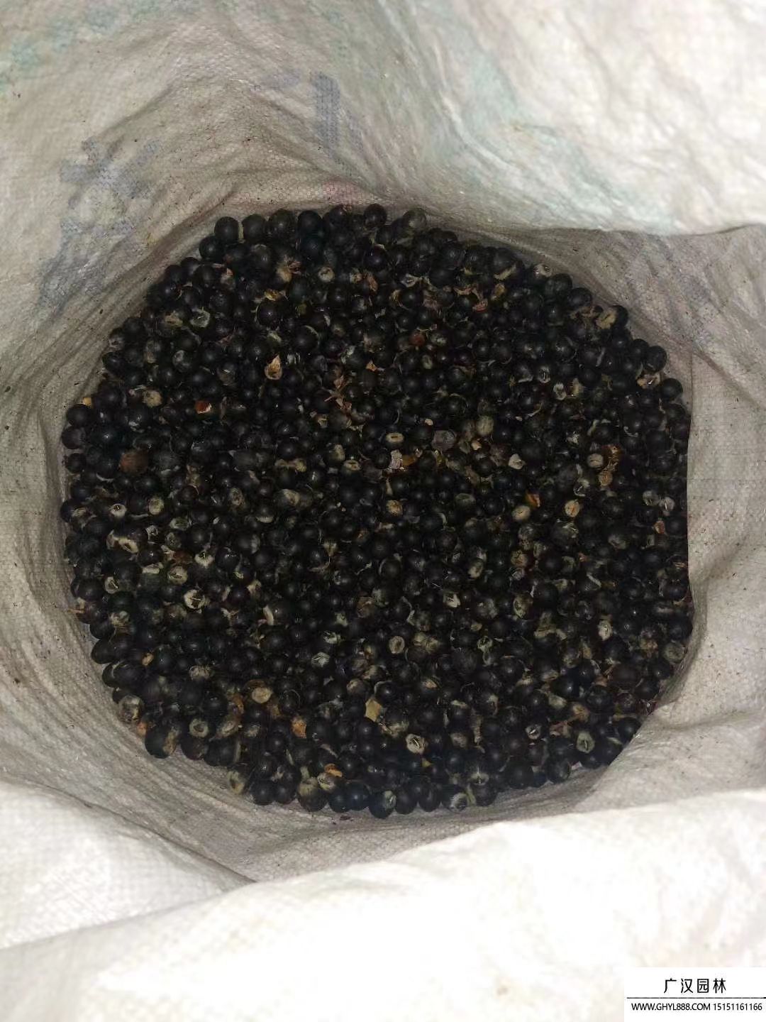 無患子種子 無患子種子