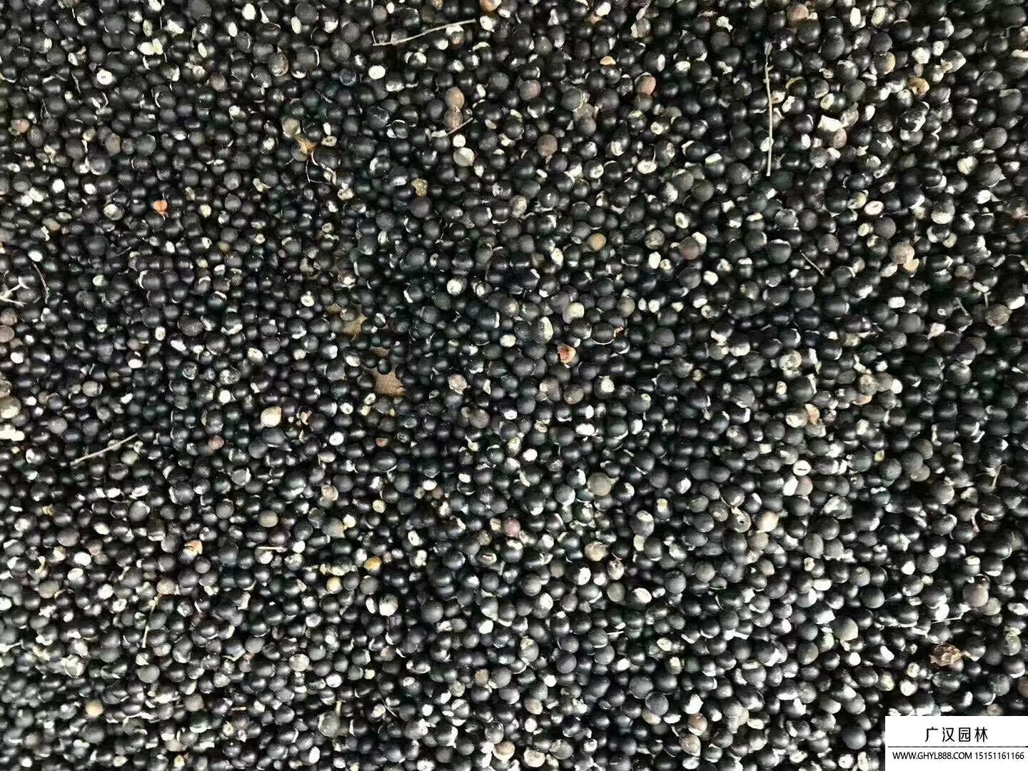 無患子種子 無患子種子