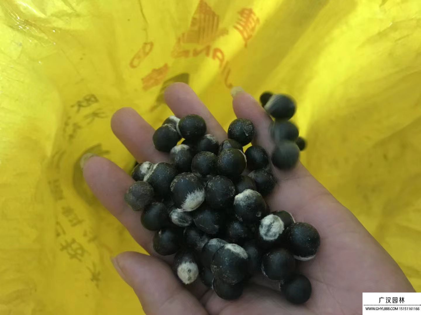 無患子種子 無患子種子