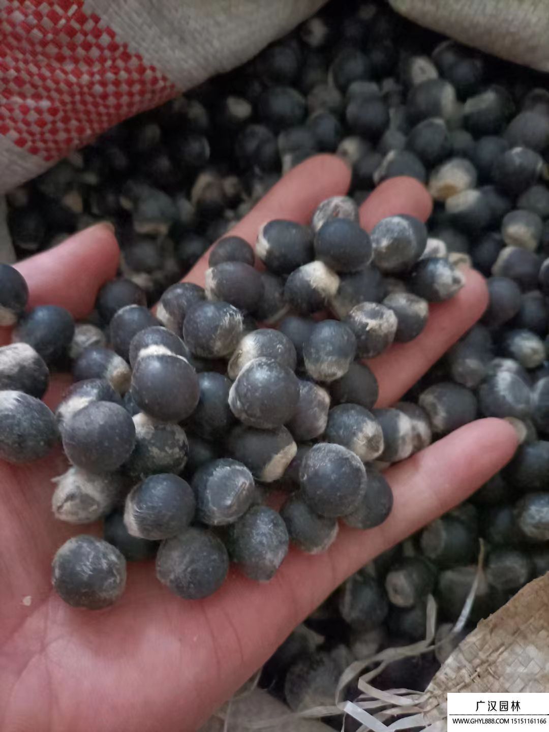 無患子種子 無患子種子