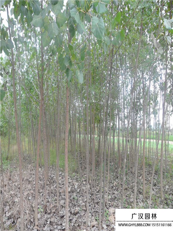 楊樹(shù) 楊樹(shù)