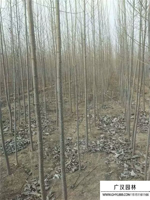 楊樹(shù) 楊樹(shù)