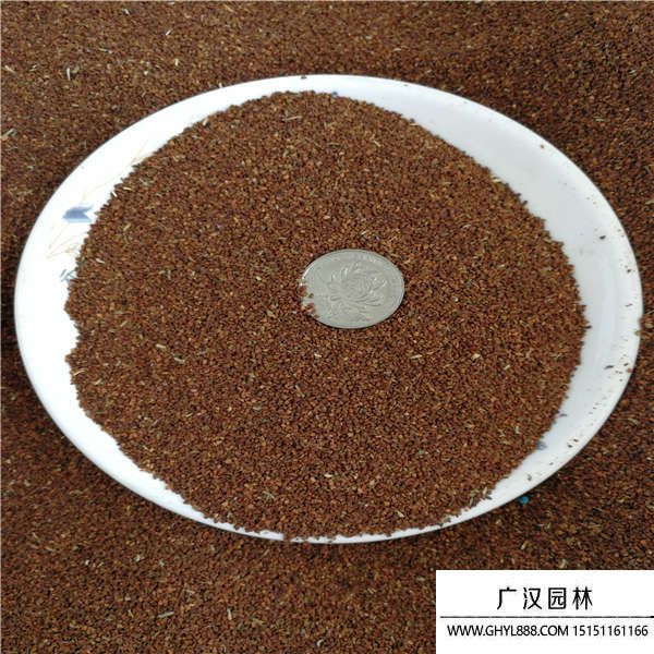 月見(jiàn)草種子 月見(jiàn)草種子