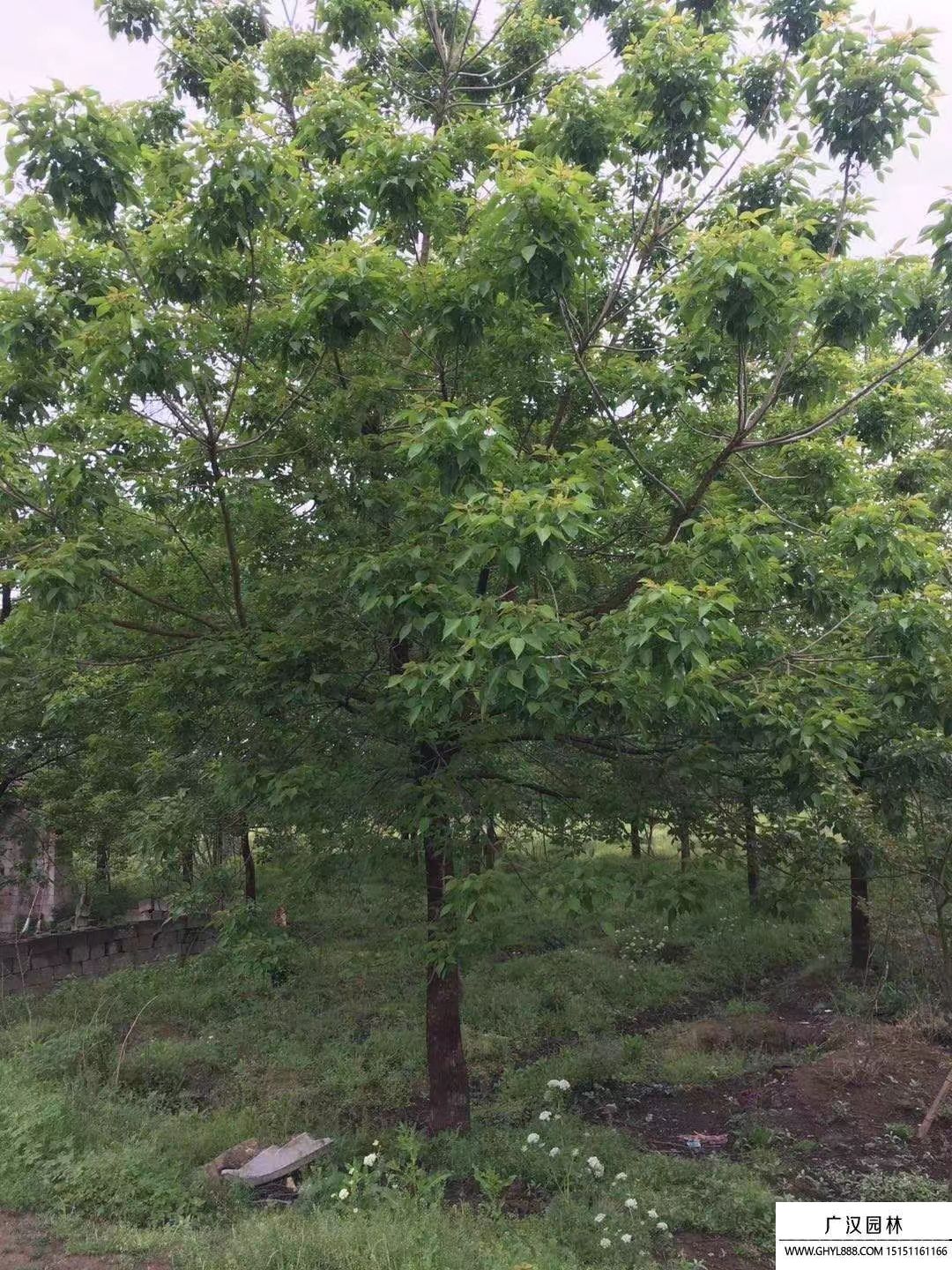 重陽(yáng)木 重陽(yáng)木