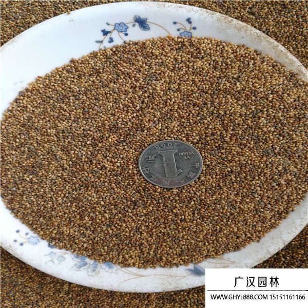 紫花地丁種子 紫花地丁種子