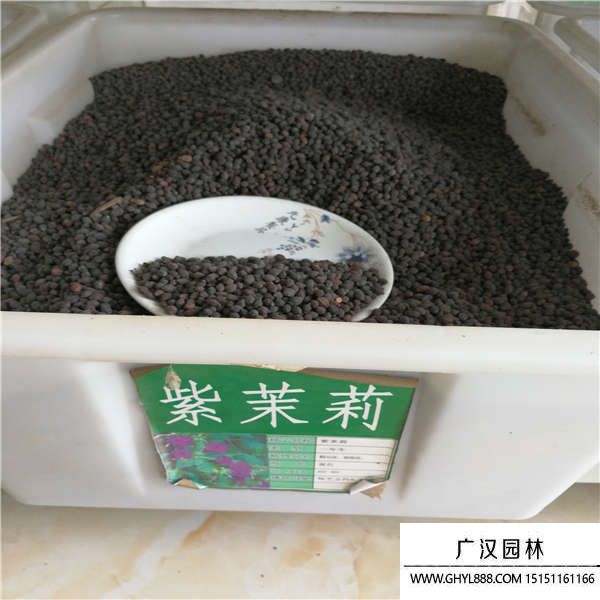 紫茉莉種子 紫茉莉種子