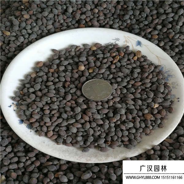 紫茉莉種子 紫茉莉種子