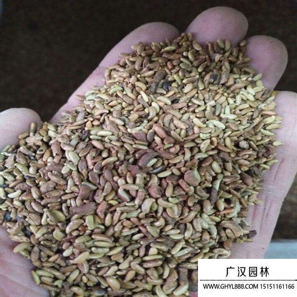 紫穗槐凈籽種子 紫穗槐凈籽種子