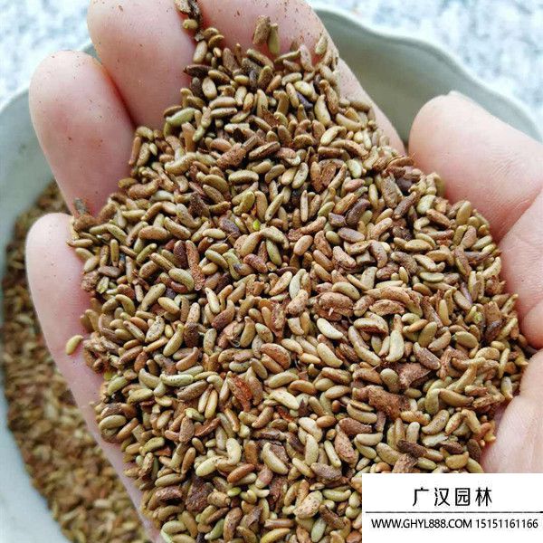 紫穗槐凈籽種子 紫穗槐凈籽種子