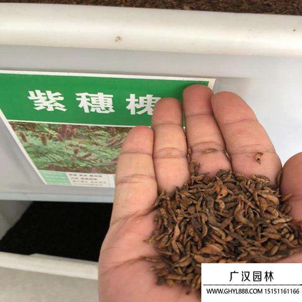 紫穗槐凈籽種子