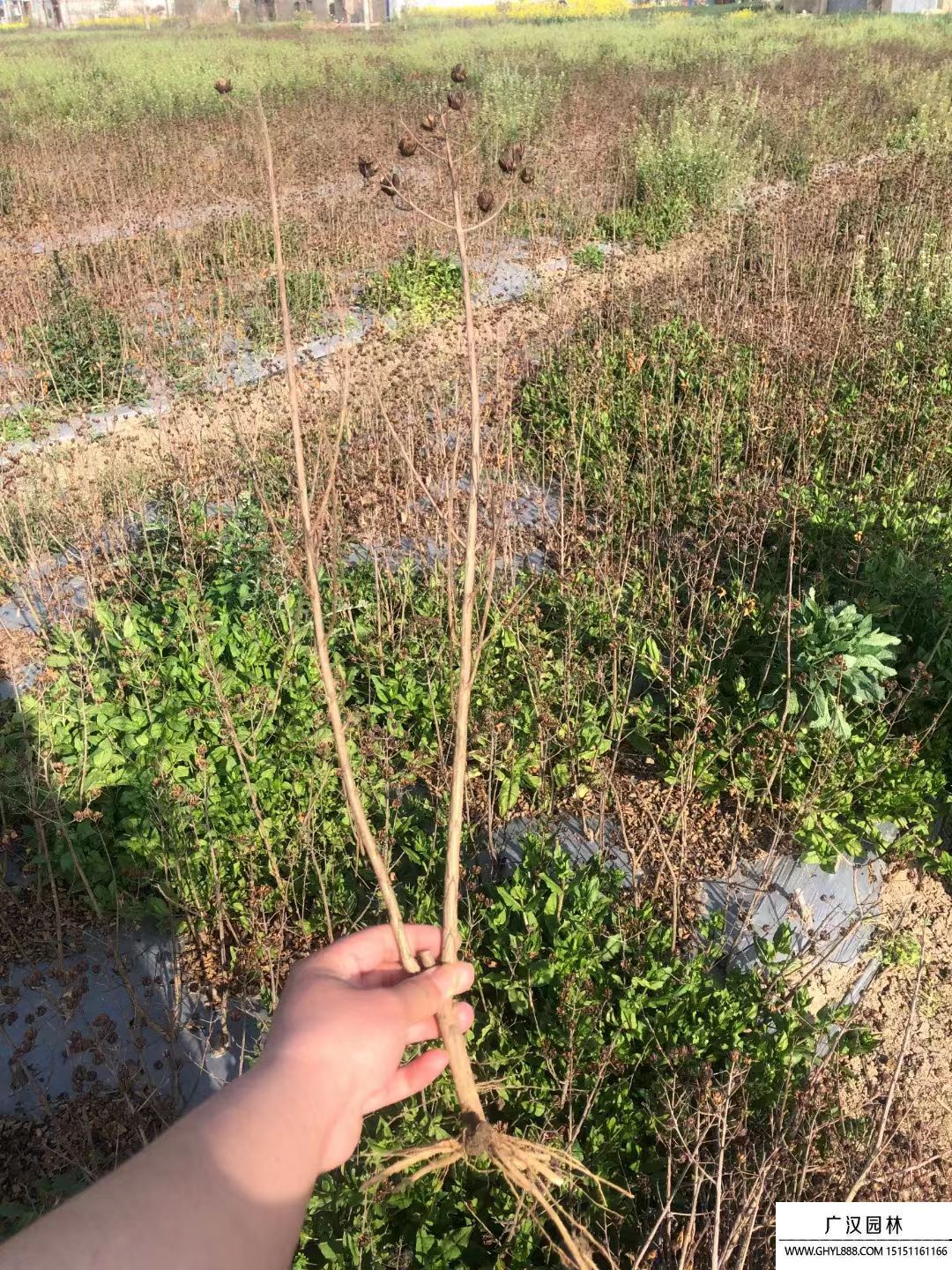 紫薇小苗 紫薇小苗