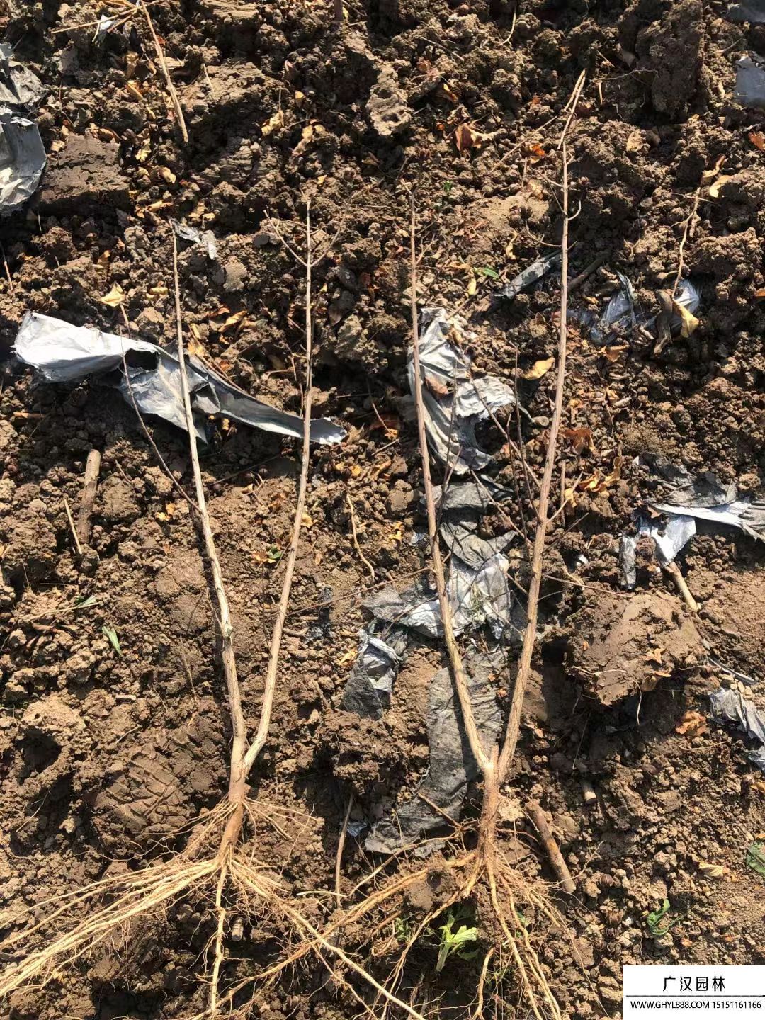 紫薇小苗 紫薇小苗