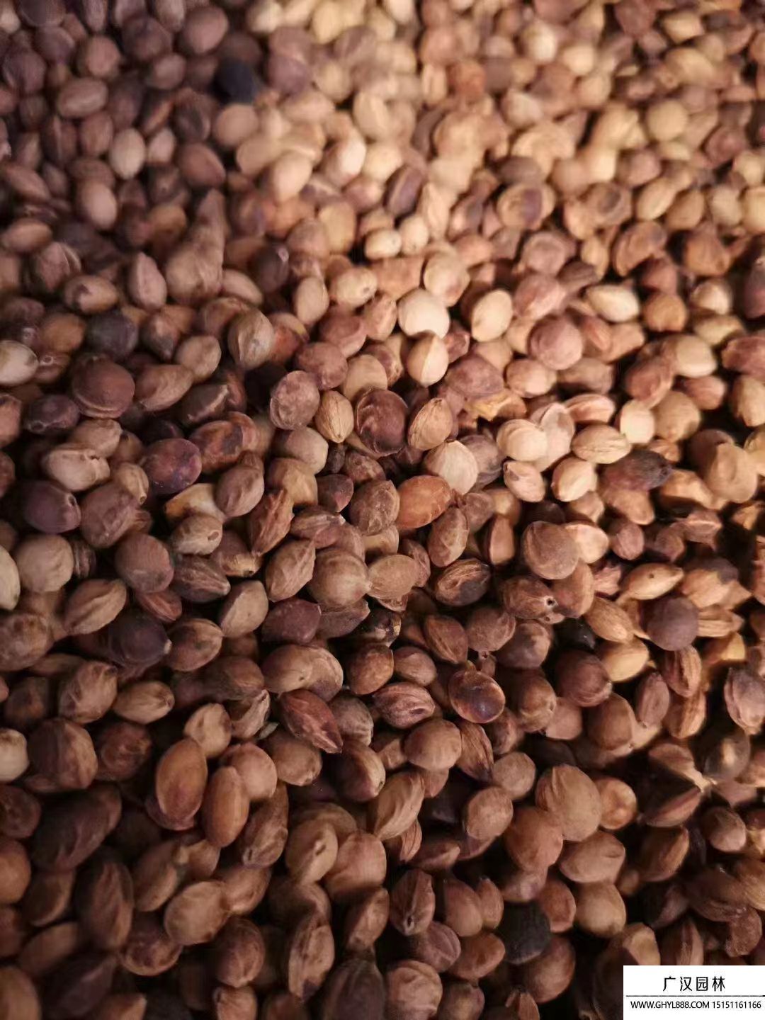 紫葉李種子 紫葉李種子