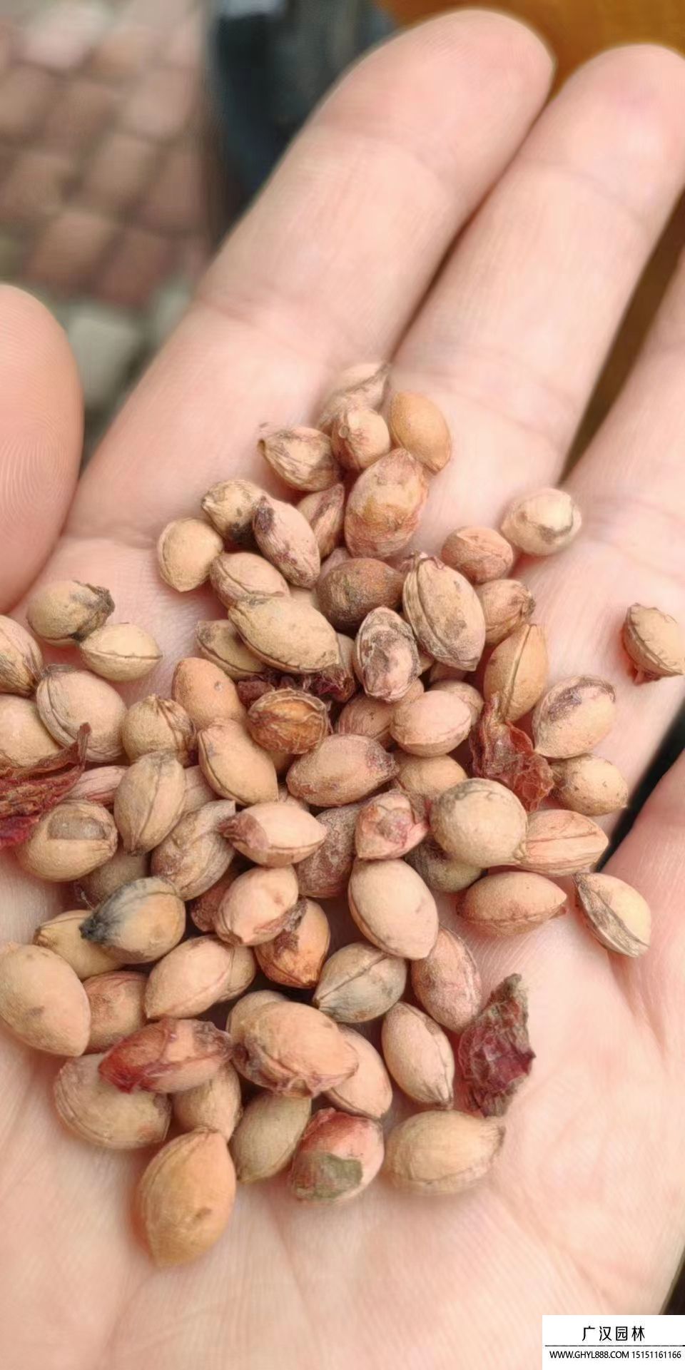 紫葉李種子 紫葉李種子