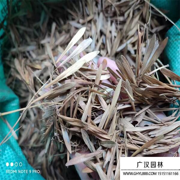 白蠟種子 白蠟種子