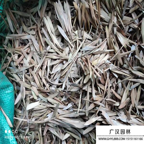 白蠟種子 白蠟種子