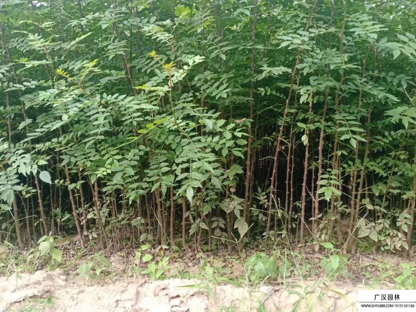 大紅袍花椒 大紅袍花椒