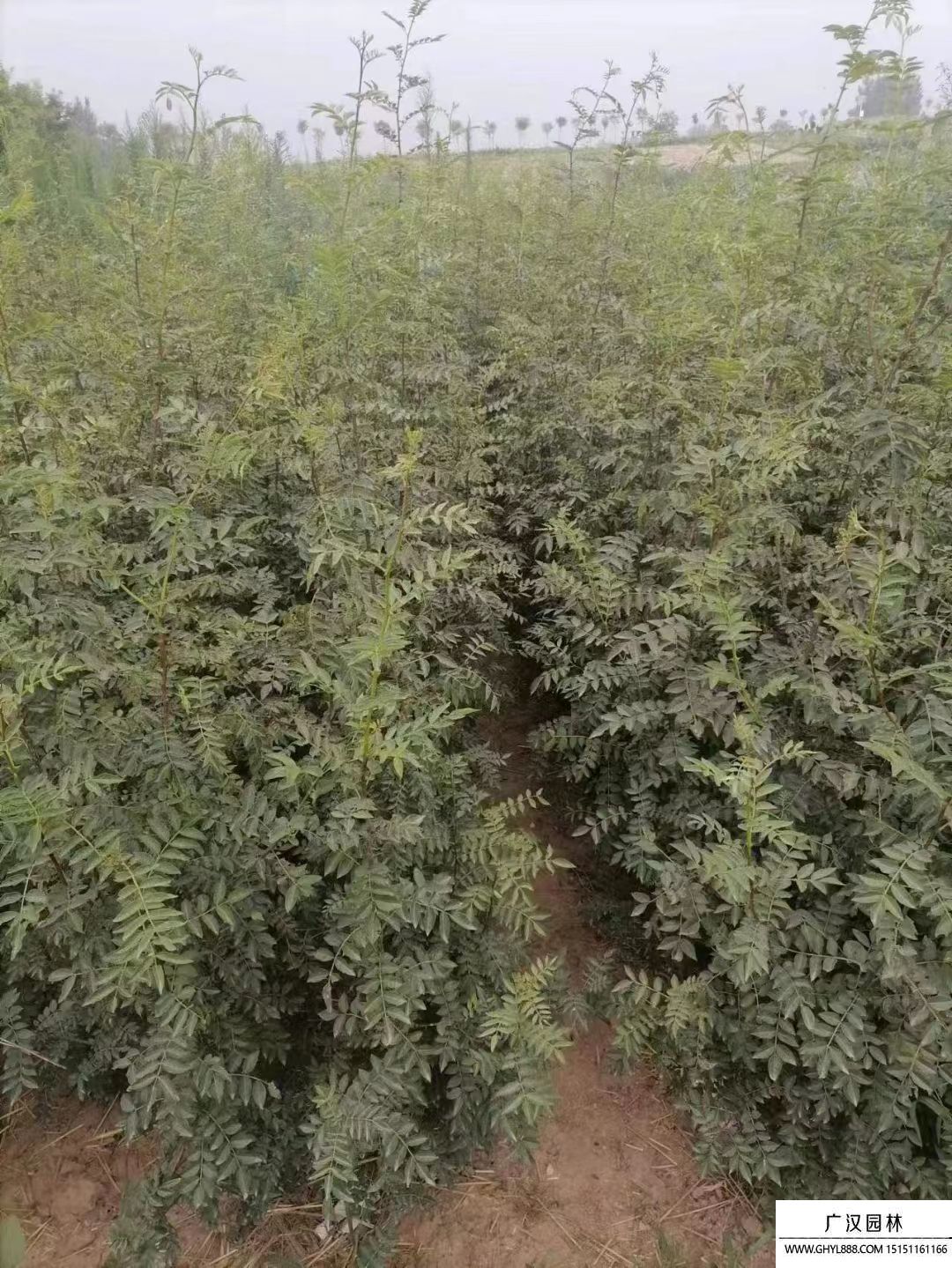 大紅袍花椒 大紅袍花椒