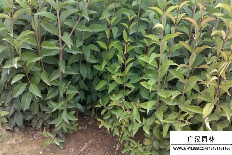 大葉女貞種子 大葉女貞種子