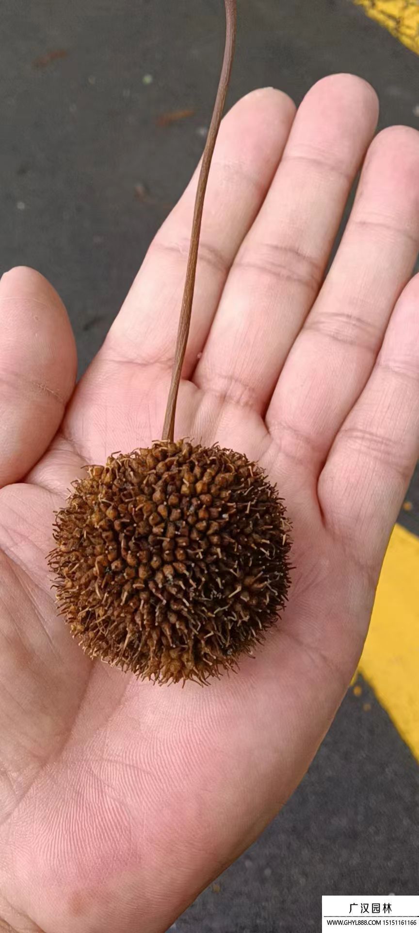 法桐種子 法桐種子