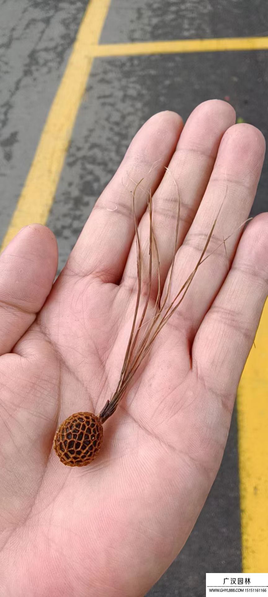 法桐種子 法桐種子