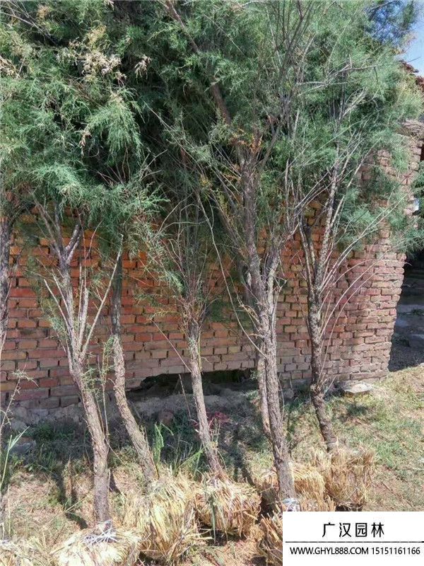 檉柳樹(shù) 檉柳樹(shù)