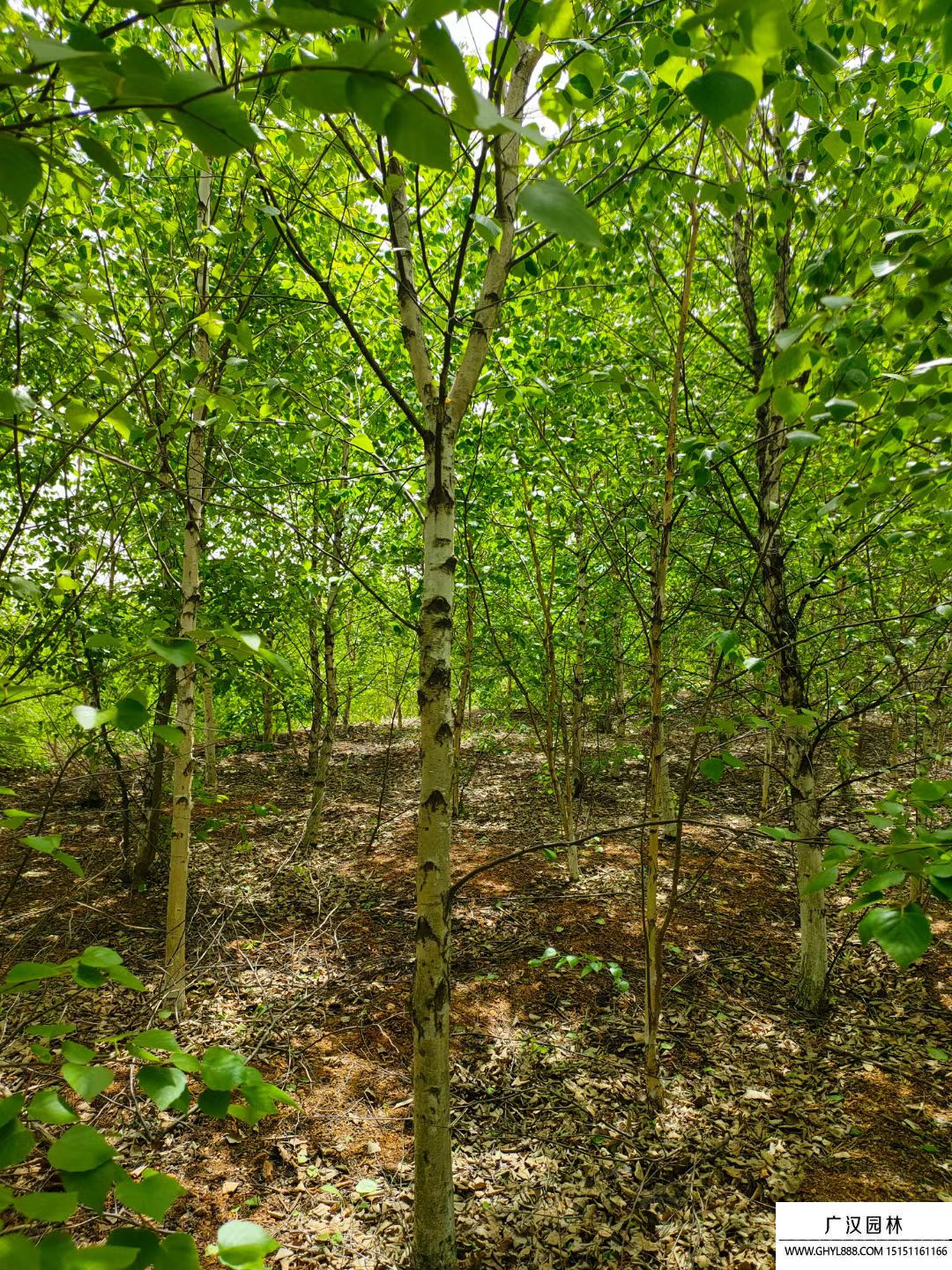 紅樺樹(shù) 紅樺樹(shù)