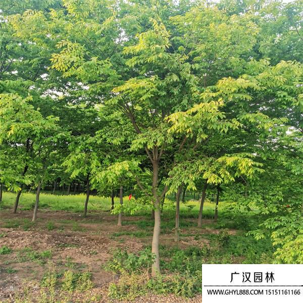 紅櫸樹(shù) 紅櫸樹(shù)