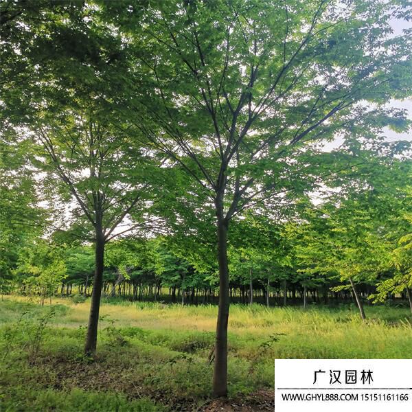 紅櫸樹(shù) 紅櫸樹(shù)