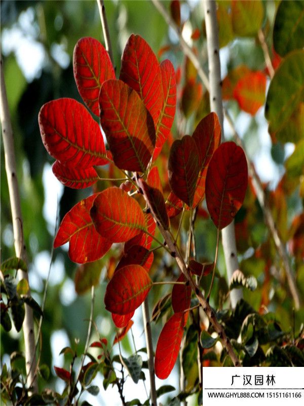 紅櫨樹 紅櫨樹