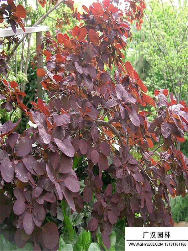 紅櫨樹(shù) 紅櫨樹(shù)