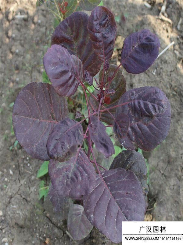 紅櫨樹(shù) 紅櫨樹(shù)