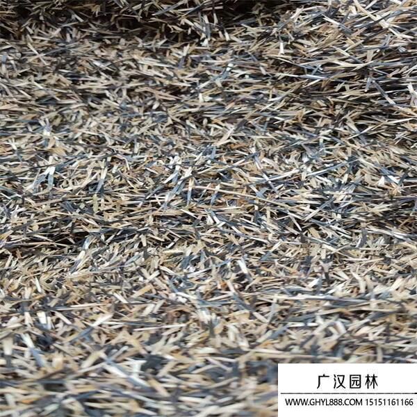 孔雀草種子 孔雀草種子