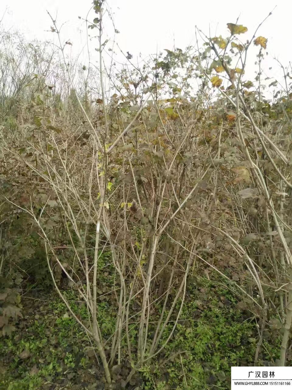 天目瓊花 天目瓊花