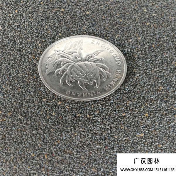 太陽花種子 太陽花種子