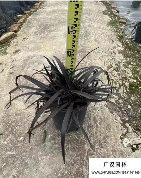 紫葉文殊蘭 紫葉文殊蘭