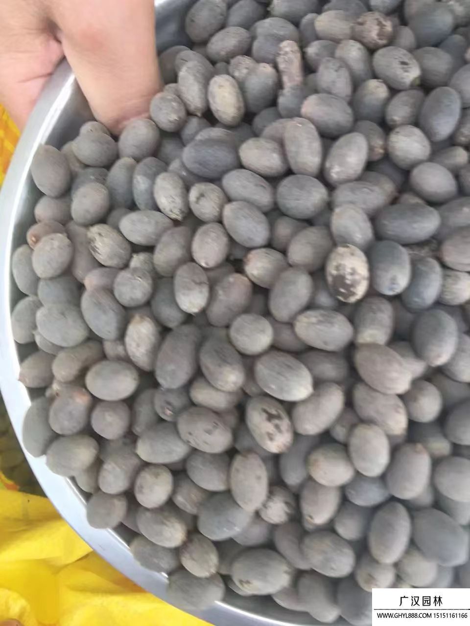 碗蓮種子 碗蓮種子