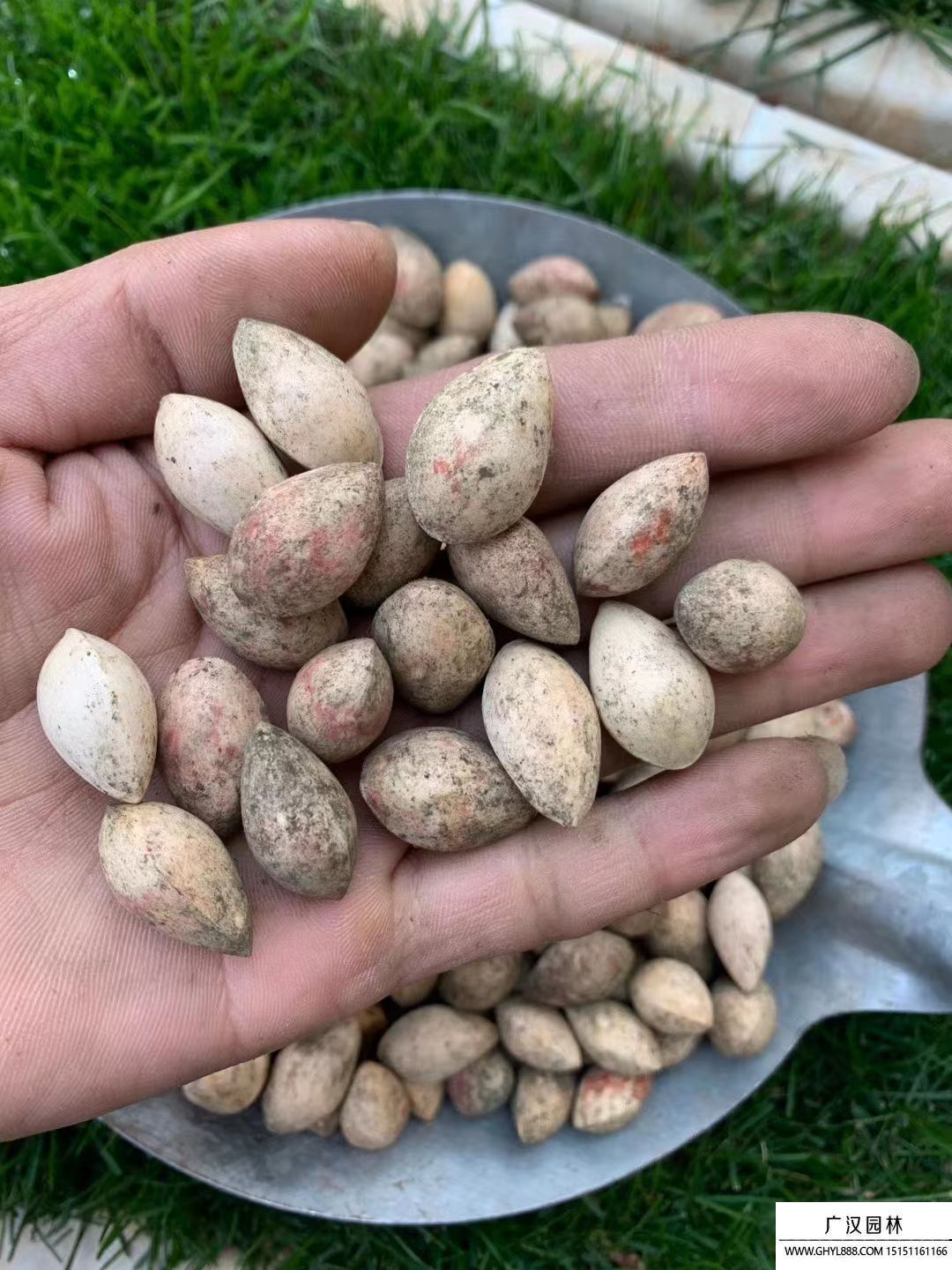 銀杏種子 銀杏種子