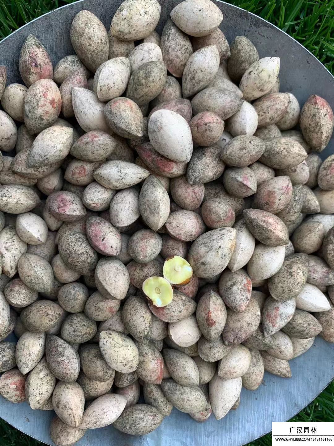 銀杏種子 銀杏種子