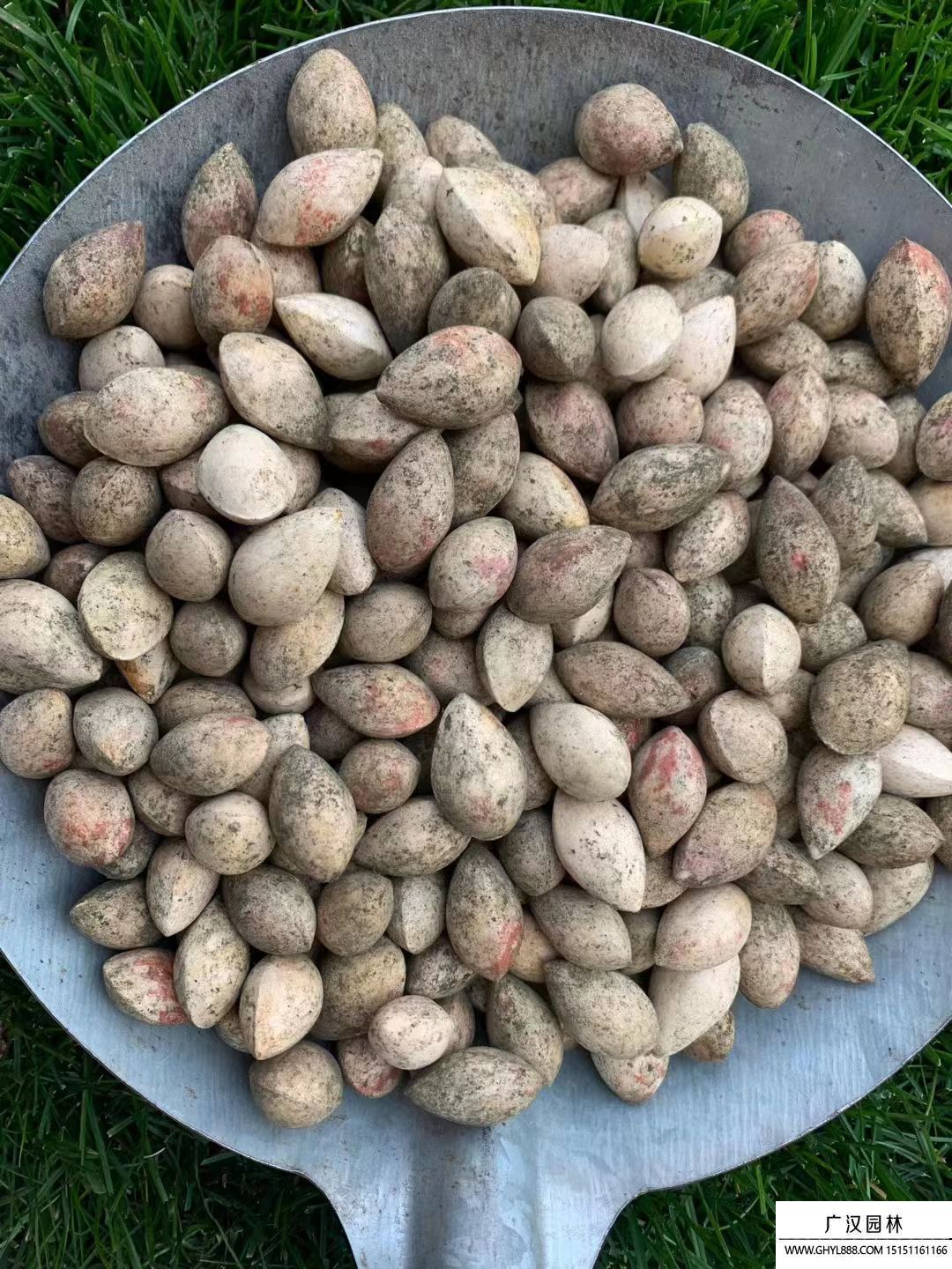 銀杏種子 銀杏種子