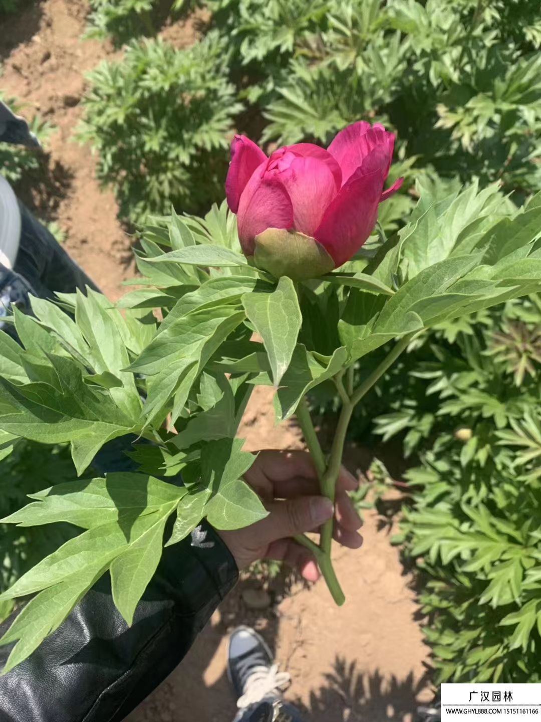 朱麗葉玫瑰 朱麗葉玫瑰