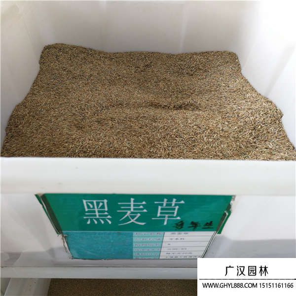 黑麥草種子