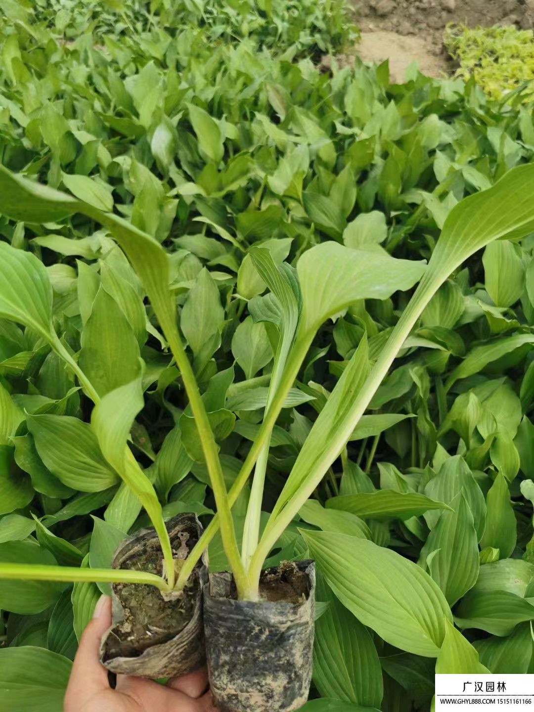 紫花玉簪 紫花玉簪