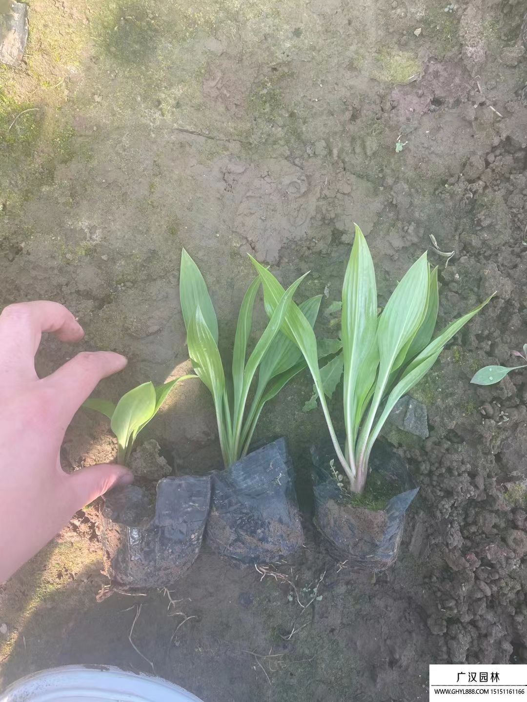 紫花玉簪 紫花玉簪